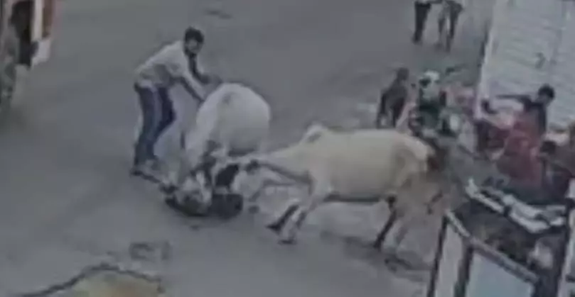 Maharashtra : नासिक के कलवान में आवारा मवेशियों ने 85 वर्षीय बुजुर्ग को कुचलकर मार डाला Maharashtra : नासिक के कलवान में आवारा मवेशियों ने 85 वर्षीय बुजुर्ग को कुचलकर मार डाला