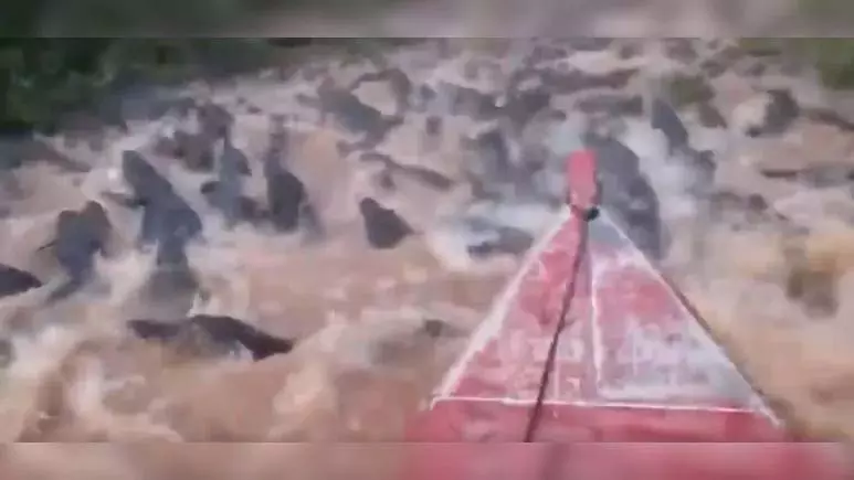VIDEO: खतरों का खिलाड़ी बना शख्स, मगरमच्छों से भरी नदी में चलाई नाव VIDEO: खतरों का खिलाड़ी बना शख्स, मगरमच्छों से भरी नदी में चलाई नाव
