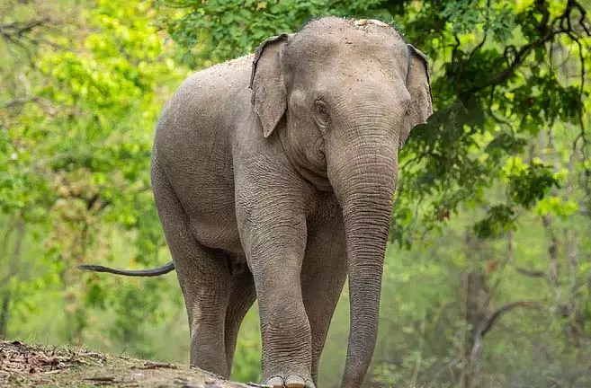 हाथियों को सार्वजनिक सड़कों पर आने से रोकने के लिए नई रणनीति हाथियों को सार्वजनिक सड़कों पर आने से रोकने के लिए नई रणनीति