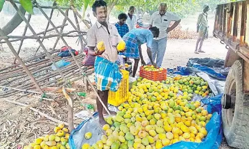 सरकार ने आमों के लिए प्रोत्साहन मांगने का फैसला किया: मंत्री और अधिकारी आज दिल्ली आएंगे सरकार ने आमों के लिए प्रोत्साहन मांगने का फैसला किया: मंत्री और अधिकारी आज दिल्ली आएंगे