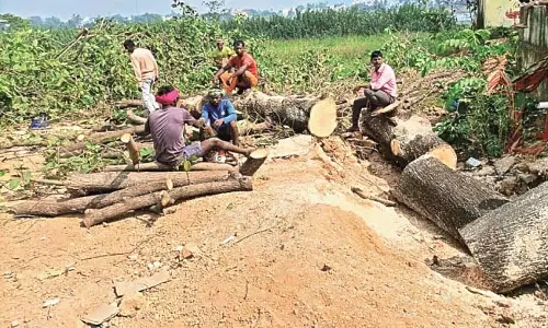 Odisha : दस साल में सड़कों के चौड़ीकरण के लिए 30,348 पेड़ काटे गए