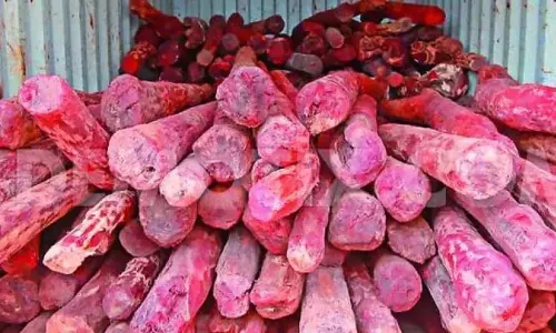 Tirupati में 15 रेड सैंडर्स लॉग के साथ 4 तस्कर पकड़े गए