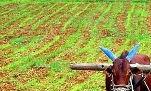 खेती करने में पिछड़े बिलासपुर के किसान