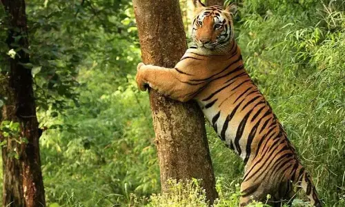 Telangana: बोथ के जंगलों में बाघ देखे जाने से ग्रामीणों में दहशत Telangana: बोथ के जंगलों में बाघ देखे जाने से ग्रामीणों में दहशत