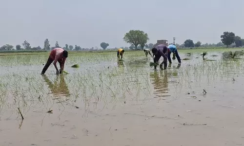 Haryana : फसल विविधीकरण को बढ़ावा देने के लिए जिला-विशिष्ट लक्ष्यों में देरी