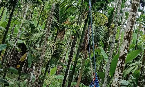Sirsi : डोटी सब्सिडी के लिए विनियमन एक समस्या है Sirsi : डोटी सब्सिडी के लिए विनियमन एक समस्या है