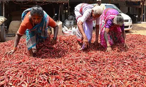 तमिलनाडु: रामनाथपुरम में मिर्च किसानों को बेमौसम बारिश से भारी नुकसान