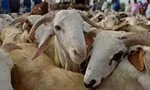 Telangana: यादव समाज ने भेड़-बकरी के साथ गांधी भवन पर विरोध प्रदर्शन किया Telangana: यादव समाज ने भेड़-बकरी के साथ गांधी भवन पर विरोध प्रदर्शन किया