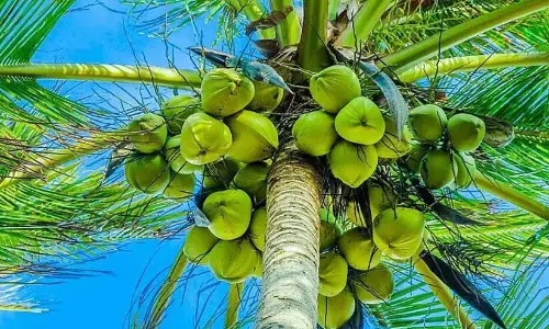 Kerala : नारियल के पेड़ बढ़ने से नारियल की कीमतें बढ़ी