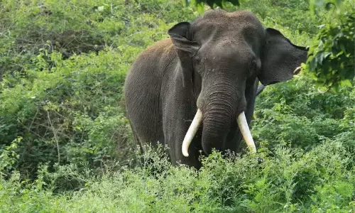 Kerala : जंगली हाथियों का झुंड बढ़ रहा