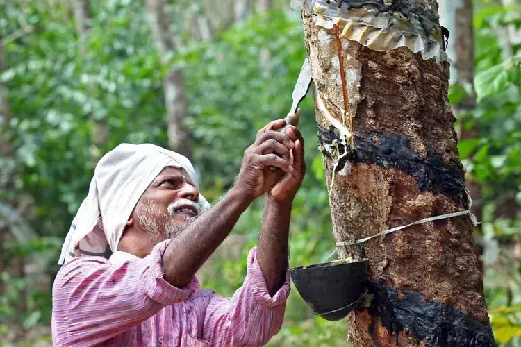 घरेलू उत्पादन में वृद्धि के बीच रबर के बढ़ते आयात से भारतीय किसानों को खतरा