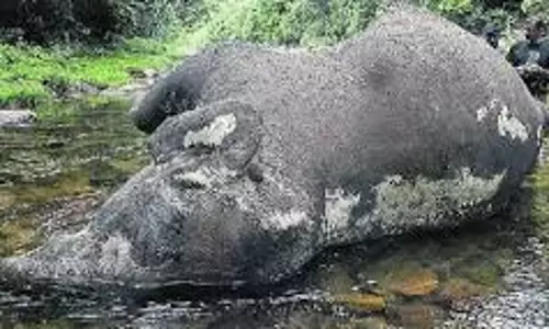 मरयूर झरने के पास गिरने से जंगली हाथी मृत पाया गया