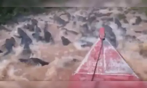 VIDEO: खतरों का खिलाड़ी बना शख्स, मगरमच्छों से भरी नदी में चलाई नाव
