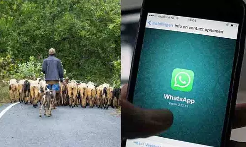 Adilabad में चरवाहे लापता मवेशियों का पता लगाने के लिए व्हाट्सएप का सहारा ले रहे
