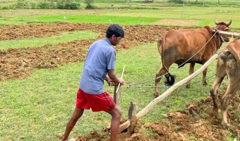 मानसून के दस्तक के साथ ही खेती-किसानी का सिलसिला शुरू मानसून के दस्तक के साथ ही खेती-किसानी का सिलसिला शुरू