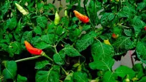 Chili Plant Vastu Shastra Guide: घर में मिर्च का पौधा लगाना शुभ है या अशुभ, जानिए क्या कहता है वास्तु Chili Plant Vastu Shastra Guide: घर में मिर्च का पौधा लगाना शुभ है या अशुभ, जानिए क्या कहता है वास्तु