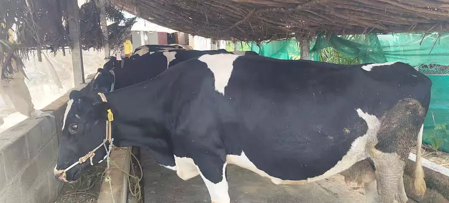 Karnataka : डेयरी फार्मिंग ने किसानों के जीवन को हरा-भरा बना दिया Karnataka : डेयरी फार्मिंग ने किसानों के जीवन को हरा-भरा बना दिया