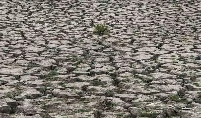 मानसून की कमी के कारण Telangana में खरीफ फसल का संकट मानसून की कमी के कारण Telangana में खरीफ फसल का संकट
