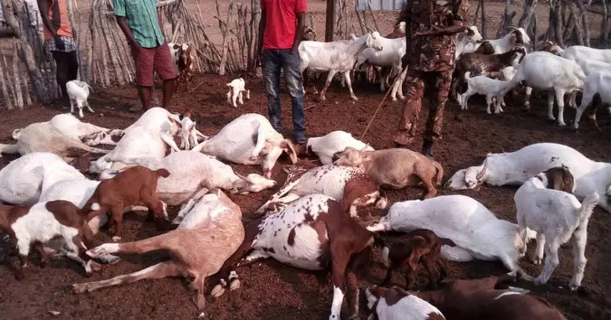 Latehar: वज्रपात से 15 बकरियों की मौत Latehar: वज्रपात से 15 बकरियों की मौत