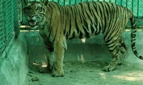 बाघिन की किडनी-लिवर खराब, सेहत में सुधार नहीं होने से चिड़ियाघर प्रशासन चिंतित