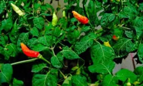 Chili Plant Vastu Shastra Guide: घर में मिर्च का पौधा लगाना शुभ है या अशुभ, जानिए क्या कहता है वास्तु