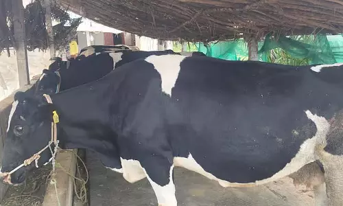 Karnataka : डेयरी फार्मिंग ने किसानों के जीवन को हरा-भरा बना दिया Karnataka : डेयरी फार्मिंग ने किसानों के जीवन को हरा-भरा बना दिया