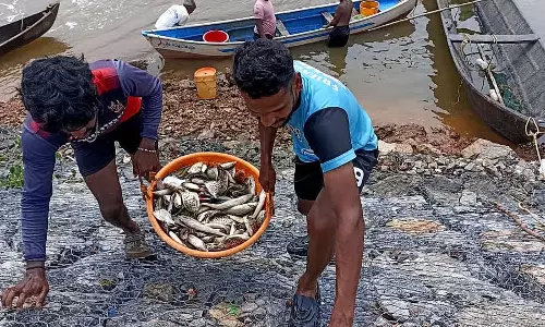 समय से पहले हुई बारिश: नदी में पकड़ी गई मछलियाँ