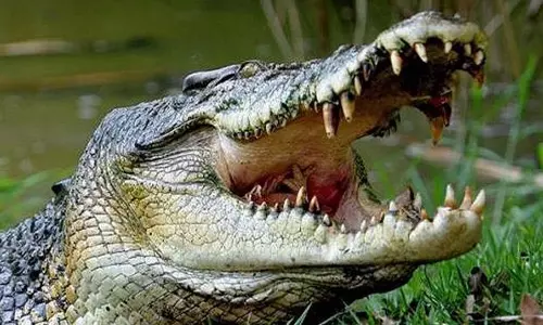 Kendrapara: किसान ने मगरमच्छ से लड़ाई की