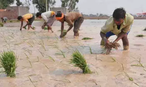Punjab सरकार प्रतिबंधित धान की किस्मों की बुआई रोकने के लिए सर्वेक्षण कराएगी