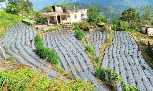 Sikkim :  मम्ज़ी का दल्ले खोरसानी खेती से 2 करोड़ रुपये की आय का लक्ष्य