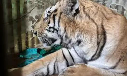 Ranchi: वन विभाग के पिंजरे में कैद हुआ बाघ, रेस्क्यू ऑपरेशन सफल Ranchi: वन विभाग के पिंजरे में कैद हुआ बाघ, रेस्क्यू ऑपरेशन सफल