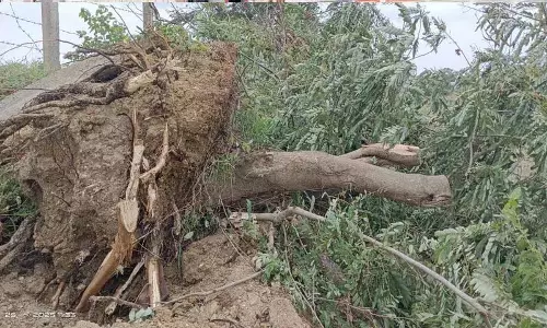 मंत्री के करीबी रिश्तेदार ने हरिताहरम के पेड़ काटे मंत्री के करीबी रिश्तेदार ने हरिताहरम के पेड़ काटे