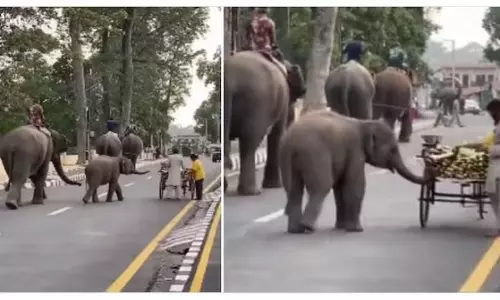छोटे हाथी ने फल चुराए, Internet हुआ उसकी क्यूटनेस पर फिदा छोटे हाथी ने फल चुराए, Internet हुआ उसकी क्यूटनेस पर फिदा