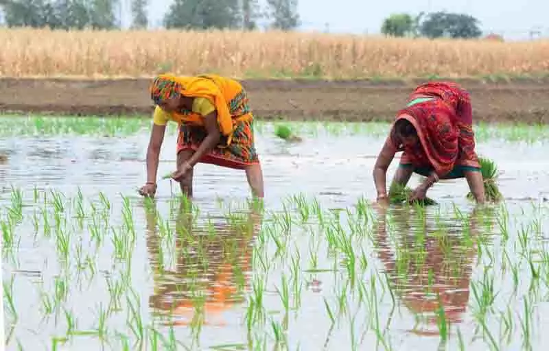 प्रतिबंधित धान की किस्में Punjab from Haryana में पहुंचीं प्रतिबंधित धान की किस्में Punjab from Haryana में पहुंचीं