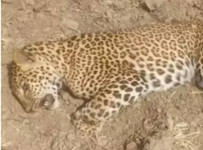 Lakhimpur: दो तेंदुओं की मौत के बाद वन विभाग में मचा हड़कंप Lakhimpur: दो तेंदुओं की मौत के बाद वन विभाग में मचा हड़कंप