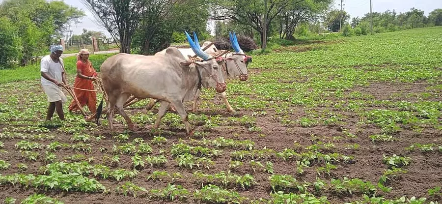 नमी की कमी: मानसून की फसल के लिए चिंता का काला बादल नमी की कमी: मानसून की फसल के लिए चिंता का काला बादल