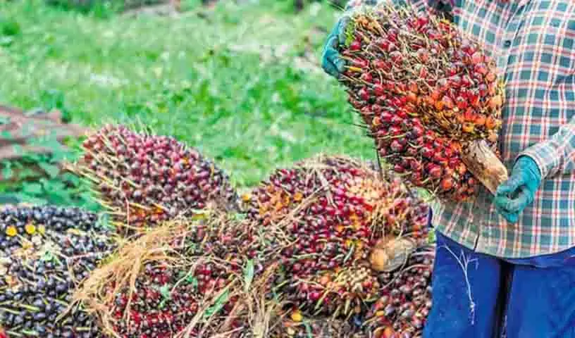 आयात शुल्क में कटौती के बाद तेल पाम Oil किसानों को कीमतों में गिरावट का सामना करना पड़ रहा आयात शुल्क में कटौती के बाद तेल पाम Oil किसानों को कीमतों में गिरावट का सामना करना पड़ रहा