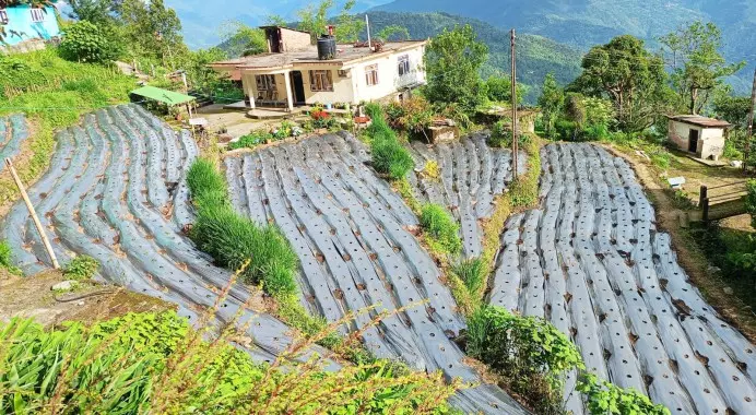 Sikkim : मम्ज़ी का दल्ले खोरसानी खेती से 2 करोड़ रुपये की आय का लक्ष्य Sikkim : मम्ज़ी का दल्ले खोरसानी खेती से 2 करोड़ रुपये की आय का लक्ष्य