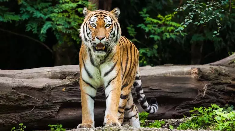 टाइगर ने झारखंड के परिवार के साथ एक कमरे में बिताई रात टाइगर ने झारखंड के परिवार के साथ एक कमरे में बिताई रात