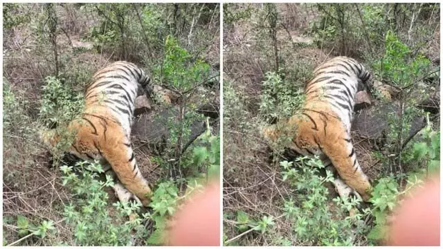 बाघिन समेत चार शावकों के शव मिले, कर्नाटक वन विभाग में मचा कोहराम बाघिन समेत चार शावकों के शव मिले, कर्नाटक वन विभाग में मचा कोहराम