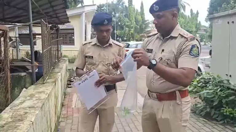 Caranzalem के टोन्का ग्रीन एकर्स हॉल में एक और भांग का पौधा पाया गया Caranzalem के टोन्का ग्रीन एकर्स हॉल में एक और भांग का पौधा पाया गया