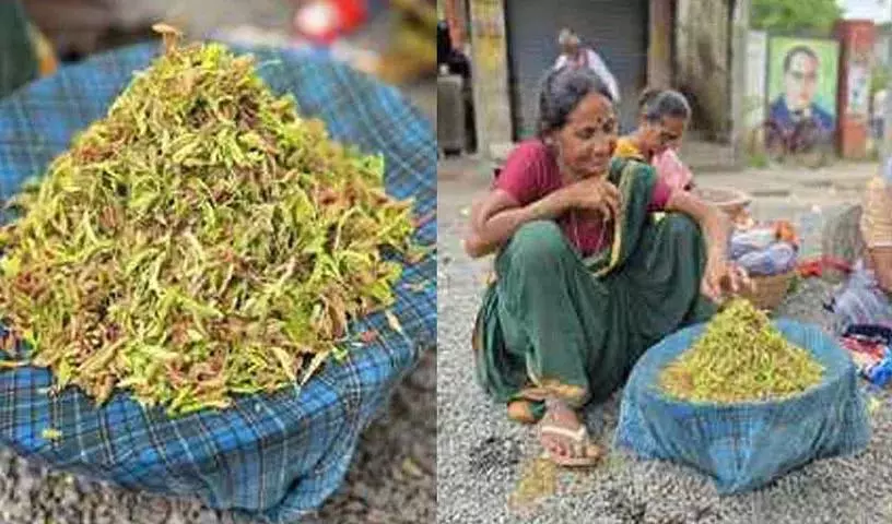 जगतियाल जिले में अदरक के अंकुरित बीजों की कीमतें आसमान छू रही हैं जगतियाल जिले में अदरक के अंकुरित बीजों की कीमतें आसमान छू रही हैं