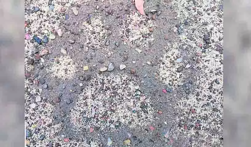 Adilabad क्षेत्र में बाघों के दिखने की संख्या बढ़ी, किसान डरे हुए Adilabad क्षेत्र में बाघों के दिखने की संख्या बढ़ी, किसान डरे हुए