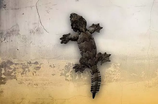 दक्षिण दिनाजपुर में छिपकली की लुप्तप्राय प्रजाति को बचाया गया दक्षिण दिनाजपुर में छिपकली की लुप्तप्राय प्रजाति को बचाया गया