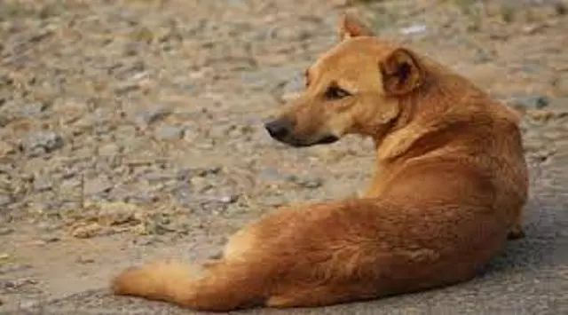 सुरक्षा गार्ड ने कुत्ते को पीटा और 17वीं मंजिल से कूदने पर किया मजबूर, Viral Video से लोगों में आक्रोश सुरक्षा गार्ड ने कुत्ते को पीटा और 17वीं मंजिल से कूदने पर किया मजबूर, Viral Video से लोगों में आक्रोश