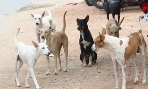तमिलनाडु में 6 महीने में 2.80 लाख लोगों को कुत्तों ने काटा: 18 मौतें