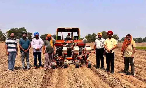 Punjab: धान नहीं, 1,372 किसानों ने 1.3 हजार हेक्टेयर में मक्का बोने की कसम खाई
