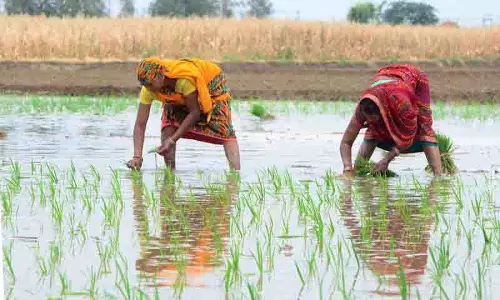 प्रतिबंधित धान की किस्में Punjab from Haryana में पहुंचीं प्रतिबंधित धान की किस्में Punjab from Haryana में पहुंचीं
