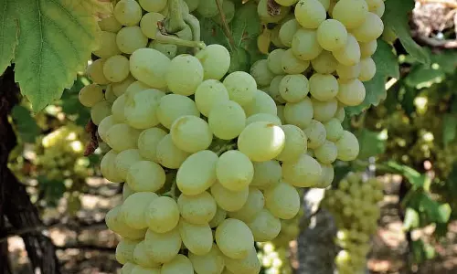 अंगूर, आम, अनार; फसल बीमा लागू किया गया अंगूर, आम, अनार; फसल बीमा लागू किया गया