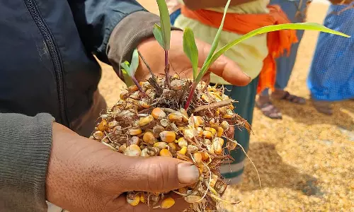 मक्के की क्षति: किसानों के आंसू मक्के की क्षति: किसानों के आंसू